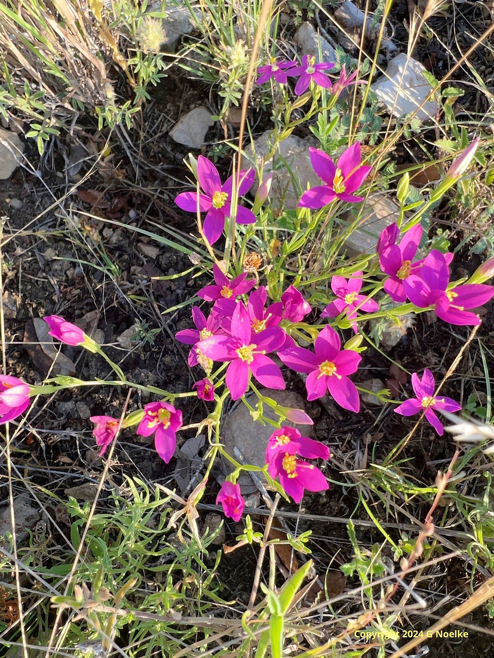A bunch of bright pink wild flowers.