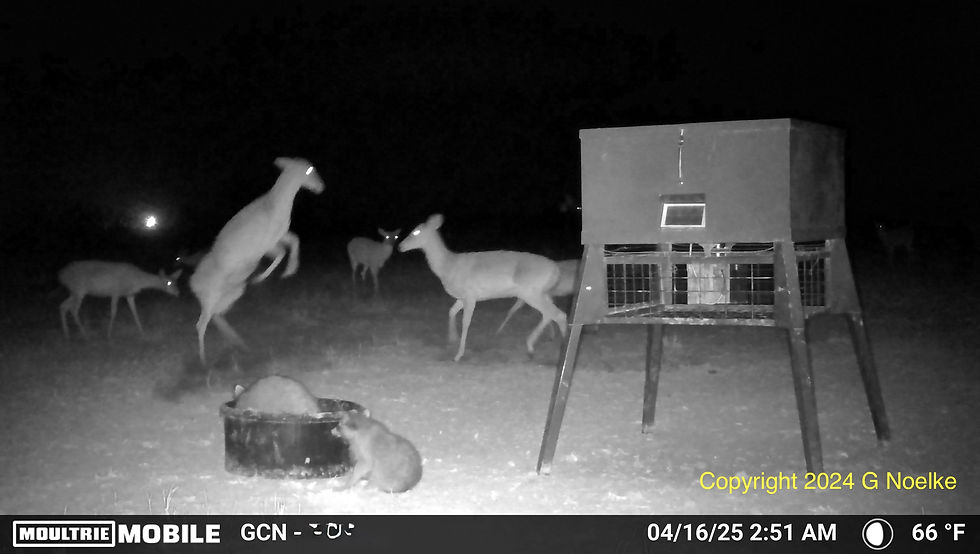 Typically, the does fight one another over food by rearing and pawing at one another. The bucks fight using their antlers, except in the spring when they are antlerless as these two are. Unfortunately, the two coons are having the last laugh.
