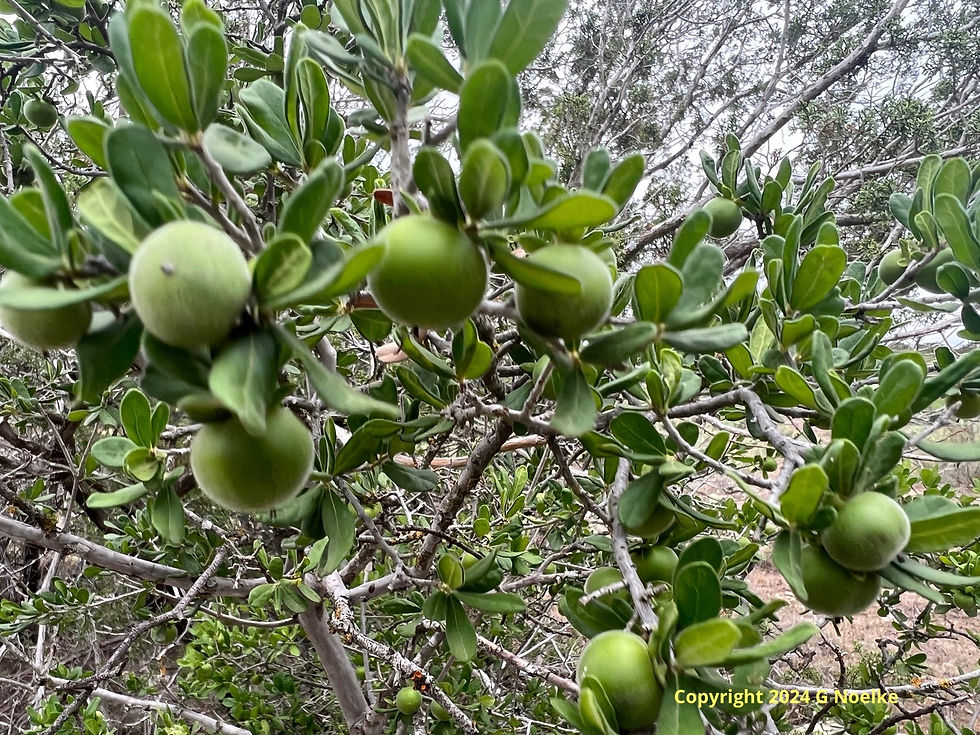 Green berries up close hanging from a tree.
