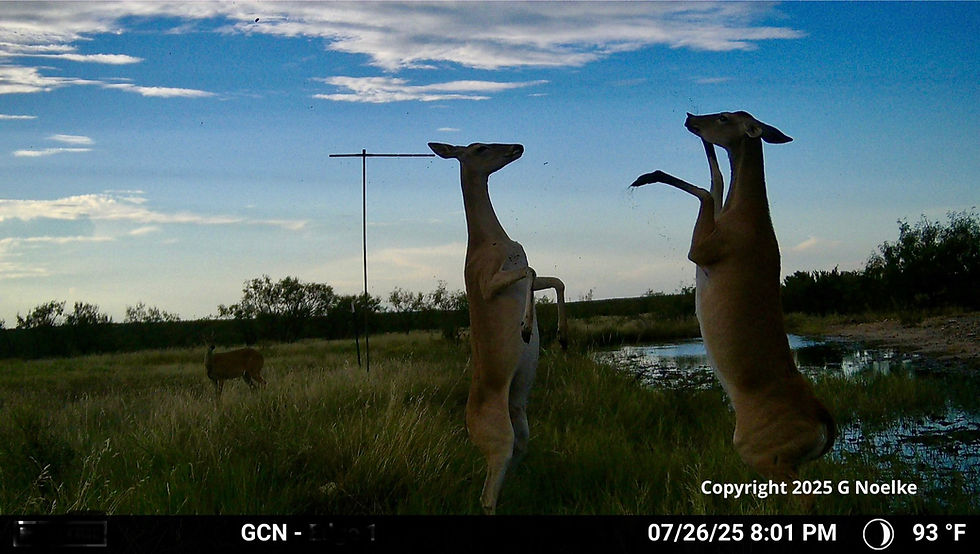 Two doe standing on their hind legs fighting each other.