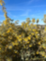 A misshapen bush with lots of yellow flowers .