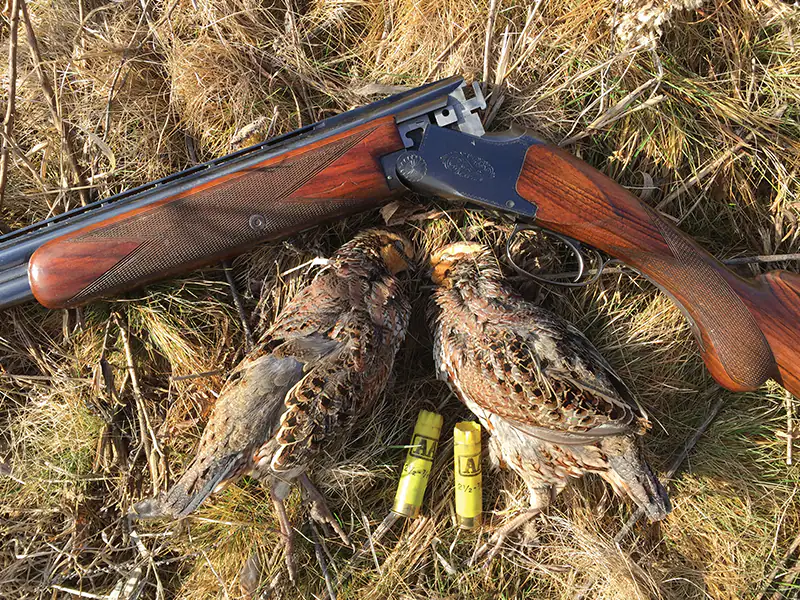 QUAIL SHOOTS quailcoveyrun3