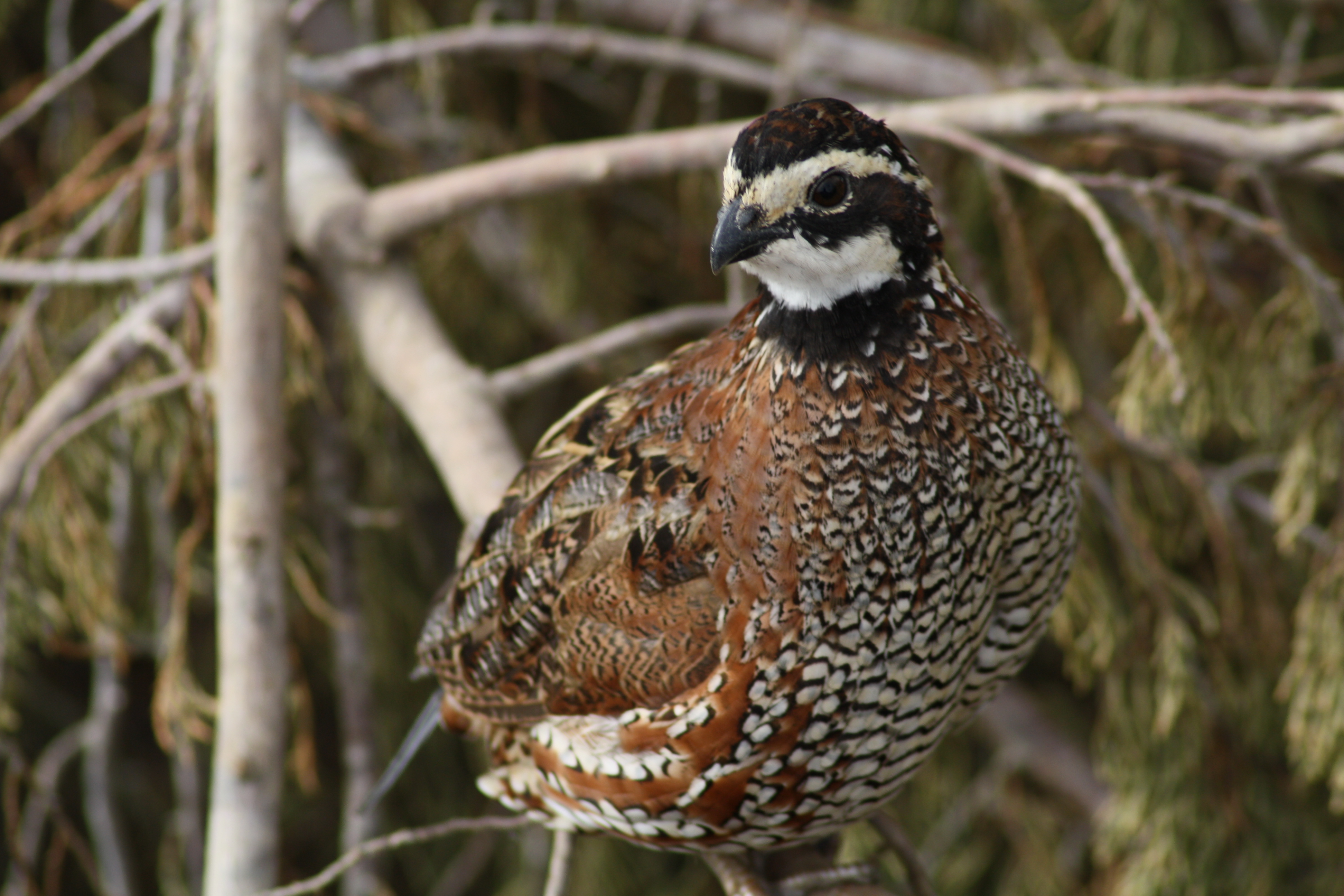 Bobwhite Quail Provider Quail Covey Run Texas Flight Conditioned
