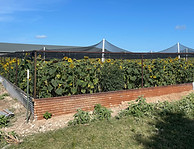 IMG_3003 - Copy.JPG