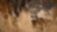 rocking o whitetail buck 1.jpg