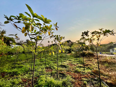 What the DEA's August 2026 kratom scheduling means for wholesale buyers