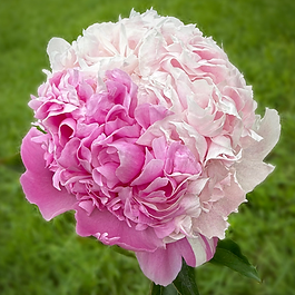 Artisan Peony ✤ Herbaceous Lactiflora Variety ✤ Bomb Bloom ✤ Mystery Pink
Mr. Ed is the whimsical shapeshifter of the family. A genetic marvel and a playful departure from his famous parent, Monsieur Jules Elie, he never wears the same ensemble twice. One bloom may arrive in a bold, deep pink, while the next unfolds in a soft, creamy blush, or even a dramatic mix of both. A fragrant riddle that keeps every spring day full of colorful surprises.