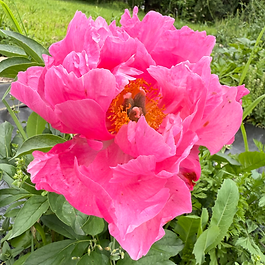 Artisan Peony ✤ Herbaceous Hybrid Variety ✤ Semi-Double Bloom ✤ Shocking Pink

Paula Fay is the garden’s electric neon icon. This 1988 Gold Medal winner features five rows of shocking-pink petals that radiate with high energy. Standing tall on vigorous stems, she remains perfectly tidy and never sprawls. This early-blooming hybrid is a resilient, winter-hardy peony that stays vibrant long after others fade.