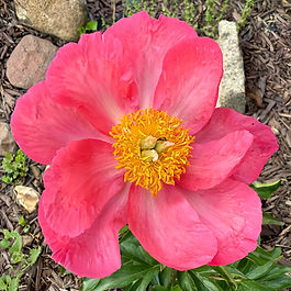 Rare Peony ✤ Herbaceous Hybrid Variety ✤ Semi-Double Bloom ✤ Vibrant Cherry Rose 

A peony worthy of its namesake, Constance Spry embodies the wild elegance that made the famed British florist unforgettable. Her generous, 8-inch cupped blossoms unfurl in a vibrant cherry-rose hue, brushed with a salmon-pink glow that reveals itself in shifting light. Constance Spry is effortlessly artistic, beautifully untamed.