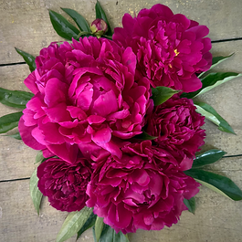 Heirloom Peony ✤ Herbaceous Lactiflora Variety ✤ Double Bloom ✤ Ruby Red Slipper

There is no flower like Kansas! A cinematic marvel, he stands tall on emerald stems, holding massive, vibrant blooms in the iconic shade of ruby slippers. Unlike others that fade, his color remains remarkably true, earning him his place as a legendary, award-winning centerpiece, proving year after year that he possesses the heart of a lion and the magic of home.