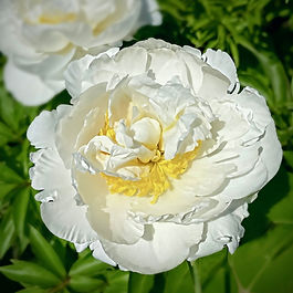 Artisan Peony ✤ Herbaceous Lactiflora Variety ✤ Fully Double Bloom ✤ Bleached Linen & Cheddar Yellow

You won’t find this cheddar masterpiece at your village fromager’s counter. Churned slowly in sunlight, it’s bleached linen petals part exposing, a grand golden mound of perfectly aged cheddar-yellow petaloids. Cheddar Surprise’s scent is less sharp and more vanilla sweet cream… fresh, cultured, indulgent. 