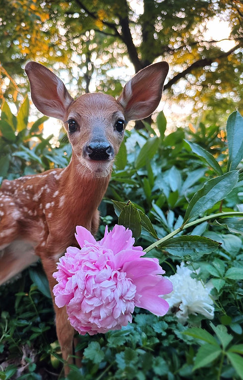 Fawn Peony.jpg