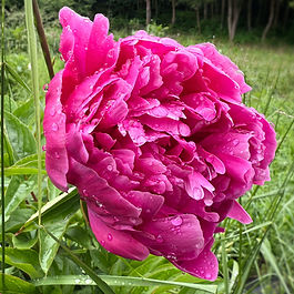 Artisan Peony ✤ Herbaceous Lactiflora Variety ✤ Double Bloom ✤ Crab Apple Pink

Cincinnati feels like stepping into a spring orchard in peak bloom when the apple trees are frothy with color. It’s large, ruffled blossoms, a true crab apple pink, gather into generous mounds that perch beautifully on tall, sturdy stems. Its fragrance is crisp and lightly citrusy, reminiscent of a freshly sliced apple.