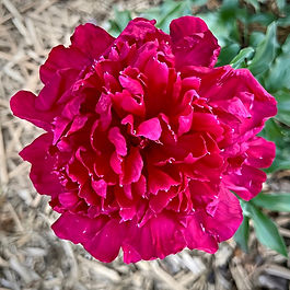 Heirloom Peony ✤ Herbaceous Lactiflora Variety ✤ Double Bloom ✤ Claret Red

Meet the Inspecteur, a classic, impeccably dressed French variety. Clad in deep, claret-red velvet, his globular blooms are packed with frilled, intricate petals that seem to follow a strict order. Standing on long, razor-straight stems, he is the garden’s most disciplined gentleman, offering a sophisticated, timeless rose fragrance that commands immediate respect.