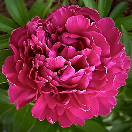 Heirloom Peony ✤ Herbaceous Lactiflora Variety ✤ Full-Double Bloom ✤ Matinee-Red

The leading man of the garden, Paul M. Wild is a modern heirloom that captures the glamour of the Golden Age. His large blooms are dressed in matinee-red that stays as vibrant as a velvet theater curtain. With a sweet, delicate fragrance and a polished habit, he bridges the gap between classic Hollywood style and superior modern performance.