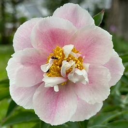 Rare Peony ✤ Herbaceous Hybrid Variety ✤ Double Bloom ✤ Lavender-Blue Glow

A botanical study in optical wonder, Seeing Blue captures the very physics of the sky. This rare hybrid mirrors the way the atmosphere scatters light, revealing deep pink blooms that shift into a lavender-blue glow. As temperatures cool, her petals lean toward a violet-pink hue, offering an ethereal presence that defies the traditional spectrum of a peony garden.