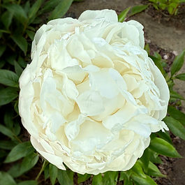 Heirloom Peony ✤ Herbaceous Lactiflora Variety ✤ Full Double Bloom ✤ Pure White

Amalia Olson, the incomparable of the season. This APS gold medal winning debutant is widely regarded by peony cognoscenti as the epitome of radiant white perfection. Well known for her heavenly white-floral mint scent, perfect symmetry, and refined substance.