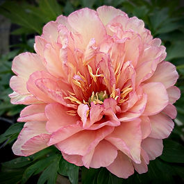 Rare Peony ✤ Intersectional Itoh Variety ✤ Semi-Double Bloom ✤ Decadent Cream & Pink Glaze

This garden confection is a delectable midseason treat. Scrumdiddlyumptious has buds that emerge shaped like giant chocolate kisses, unfurling into immense, high-set blooms of decadent cream drizzled with pink glaze. With a sweet, sugary fragrance and a hidden raspberry center filled with darker pink flares, this floriferous variety extends the smorgasbord for weeks.