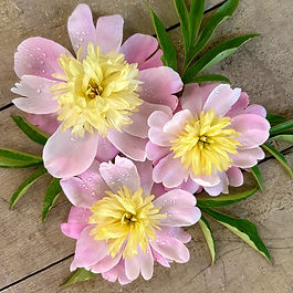 Artisan Peony ✤ Herbaceous Lactiflora Variety ✤ Japanese Bloom ✤ Porcelain Pink & Butter

Like curls of yellow butter nestled in antique porcelain pink dishes, Butter Bowl peonies bring the quiet charm of a country table to any setting. As this dainty flower matures, the outer petals gradually fade to a blushed creamy pink. Scent is light, reminiscent of rose and fresh lilies.
