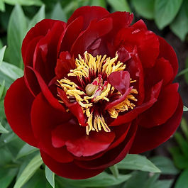 Heirloom Peony ✤ Herbaceous Hybrid Variety ✤ Semi-Double Bloom ✤ Mahogany Satin

Originating from Ohio, the Buckeye State, Buckeye Belle is as striking as it is sturdy. Deep mahogany satin petals intermingle with yellow pollen anthers at the center. While dramatic in appearance, it’s blossoms have little to no fragrance. Highly acclaimed, Buckeye Belle has been the recipient of several awards and accolades.