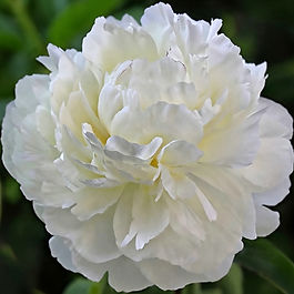 Heirloom Peony ✤ Herbaceous Lactiflora Variety ✤ Bomb Bloom ✤ Snow-White

High-altitude fortitude comes to the garden when Snow Mountain unfurls into a towering, full-flowered dome of fresh powder. Its dense layers of snow-white petals hide warm golden anthers. Its center petals are tipped in frosted cranberry and it carries a crisp, alpine mint fragrance across the landscape.