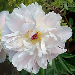 Heirloom Peony ✤ Herbaceous Lactiflora Variety ✤ Double Bloom ✤ Gossamer Blush

Named for a young royal, Lady Alexandra Duff carries herself with effortless, childhood grace. Her gossamer blush petals, often tinted with a whisper of pink near the calyx, unfurl in a fragrant, informal cloud. Saucer-shaped side blooms flank the main flowers, creating a sweet, tiered effect that is truly fit for a princess.