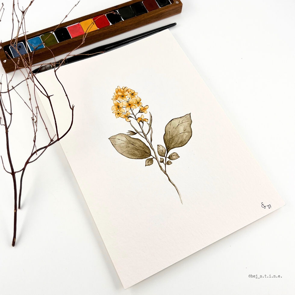 Miniaturbild: Zartes botanisches Aquarellbild vom Barbarakraut (Wildkräuter)