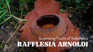 The World's Stinkiest Flower Grows in Indonesia