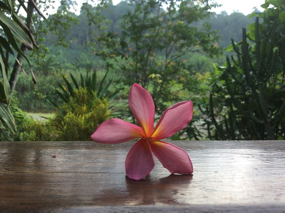 flower view from bungalow porch