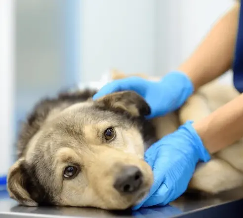 veterinarian-examines-large-dog-veterinary-600nw-2453707755.webp