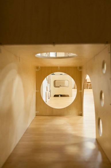 צילומים עבור העץ של יאשה