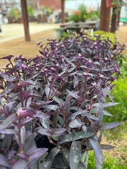 650260989_1574962270846432_6383269059010224405_n