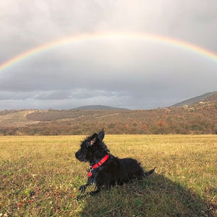 Losing a Pet Is Never Easy