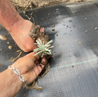 first plant in the ground