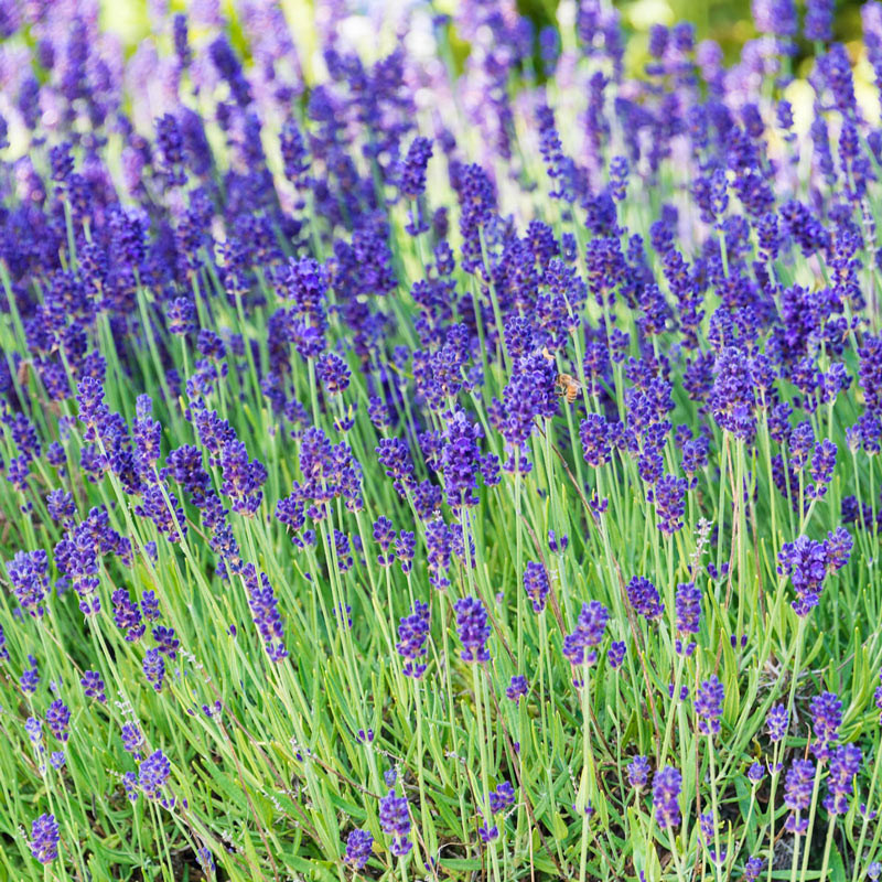 Phenomenal Lavender