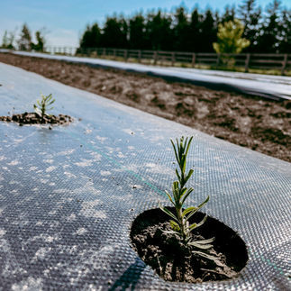 Hereward Farms, Ontario lavender farm