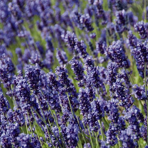 Hidcote Lavender