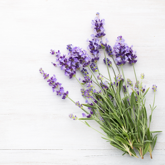 Hereward Farms Ontario Lavender Farm