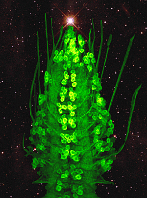 Christmas Neurons