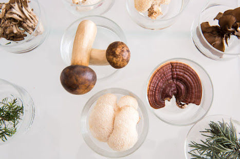 Medicinal Mushrooms and Their Role in Cancer Care