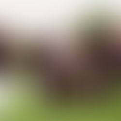 Back To The Family - die Barrelhouse Jazzband