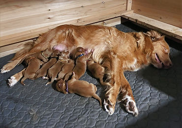 Nova mit ihren 8 Welpen 