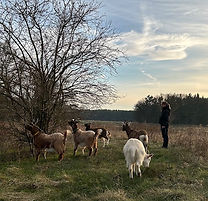 Ziegen Spaziergang