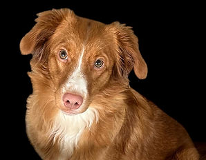 Beauty Girl unsere Nova Scotia Duck Tolling Retriever Hündin