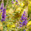 Miniaturbild: Mönchspfeffer (Vitex agnus-castus)