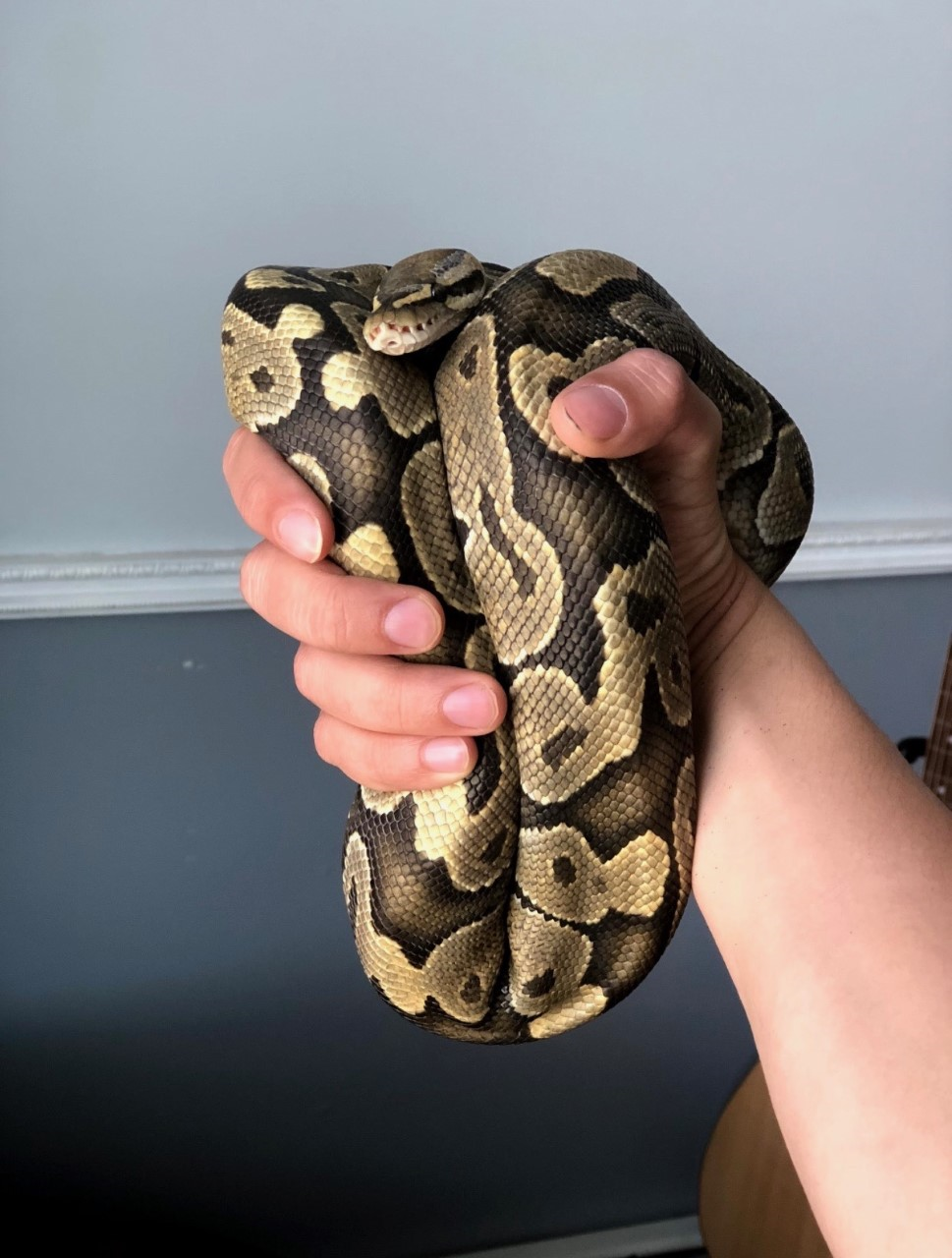 private jet snake