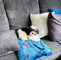 Board & Train at Benridge Canine Services