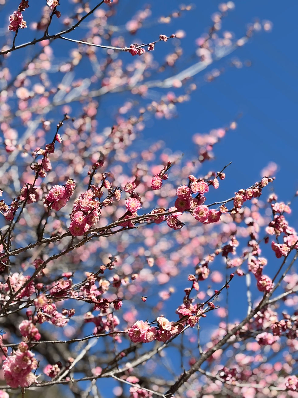 駒沢公園の梅の花