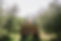 tractor olive grove