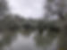 olive trees drowning.jpg